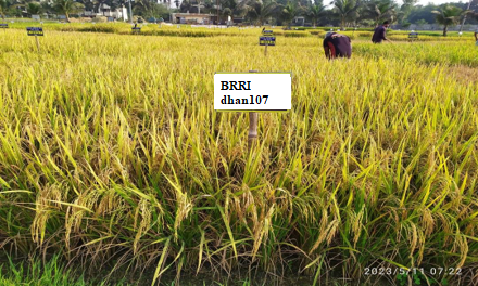 NSB Approved two new Boro rice varieties high protein enriched BRRI ...